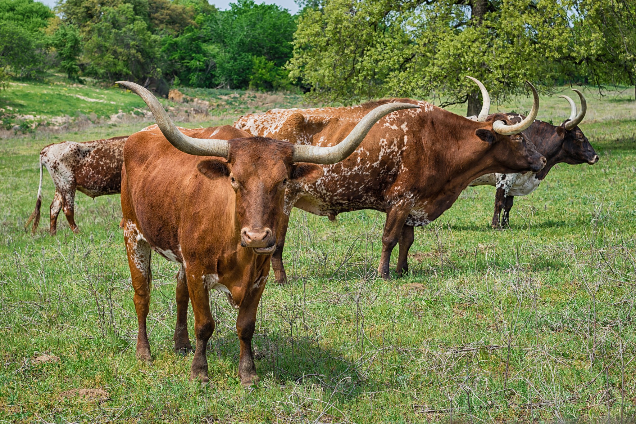 Maintaining Exemptions on Texas Land and Ranches Longhorn Realty